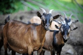 Why we don't use animal ingredients