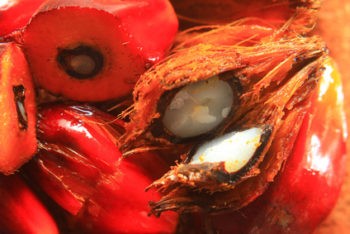 Palm oil fruit from oil palm plantation
