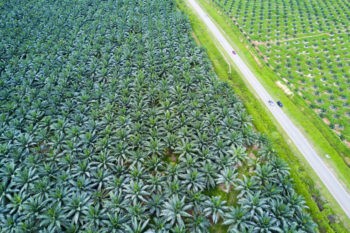 Why We Don't Use Palm Oil Blog Post